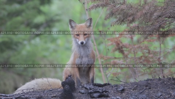 Лисица обыкновенная или лиса, дикое животное, Vulpes vulpes. Стоковое видео, видеограф Дмитрий Якубович / Фотобанк Лори