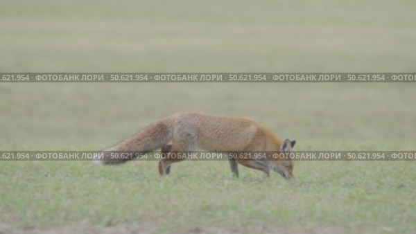 Лисица обыкновенная или лиса, дикое животное, Vulpes vulpes. Стоковое видео, видеограф Дмитрий Якубович / Фотобанк Лори