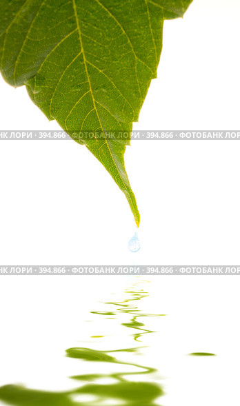 Листик с каплей воды и отражение. Стоковое фото, фотограф Валерия Лузина / Фотобанк Лори