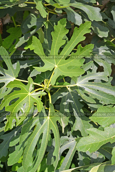 Листья инжира (Ficus carica L.) крупным планом. Стоковое фото, фотограф Ирина Борсученко / Фотобанк Лори