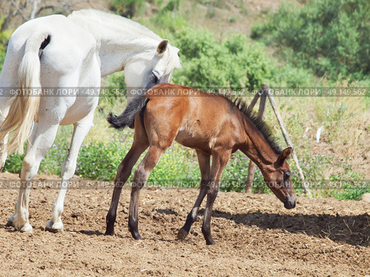 little Andalusian  foal with mom in paddock, hot day . Spain. Стоковое фото, агентство Ingram Publishing / Фотобанк Лори