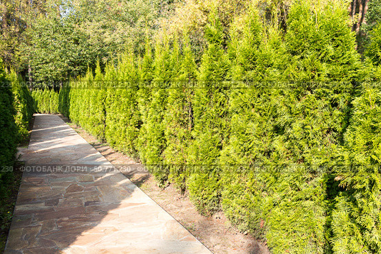 Live hedge from Thuja western Smaragd. Стоковое фото, фотограф Татьяна Васильева / Фотобанк Лори