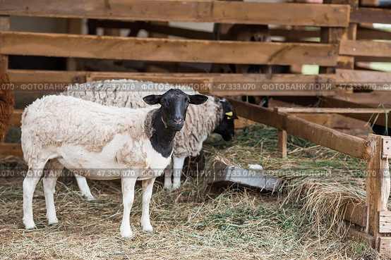 Livestock. A sheep in a pen. The concept of animal husbandry and rural life. A pet on a private eco-farm. Agricultural industry. Стоковое фото, фотограф Photojuli / Фотобанк Лори
