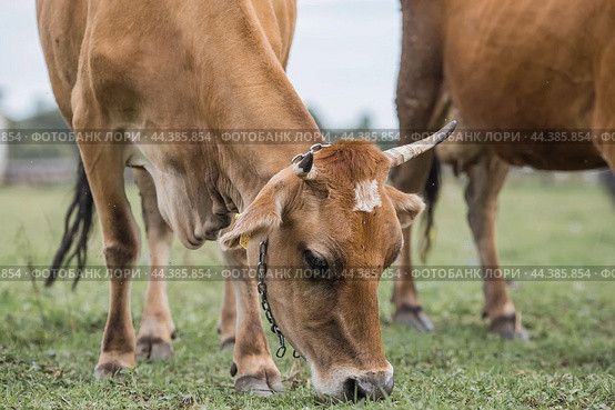 Livestock. Cows graze in a meadow. The concept of animal husbandry and rural life. Chipping of animals. A pet on an eco-farm. Agricultural industry. Стоковое фото, фотограф Photojuli / Фотобанк Лори