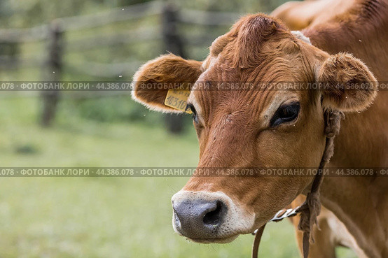 Livestock. Cows graze in a meadow. The concept of animal husbandry and rural life. Chipping of animals. A pet on an eco-farm. Agricultural industry. Стоковое фото, фотограф Photojuli / Фотобанк Лори