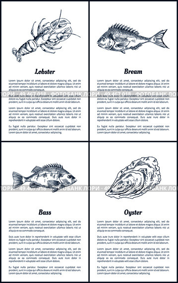 Lobster and bream bass fish posters set. Marine life ingredients of luxury dishes. Oysters crustacean animal seafood in sketches vector illustration. Lobster and Bream Bass Set Vector Illustration. Стоковая иллюстрация, агентство Ingram Publishing / Фотобанк Лори