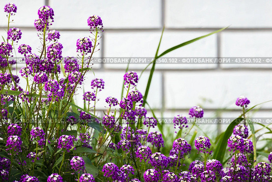 Lobularia maritima gowing over white brick wall backgrond, variety Easter Bonnet. Стоковое фото, фотограф EugeneSergeev / Фотобанк Лори