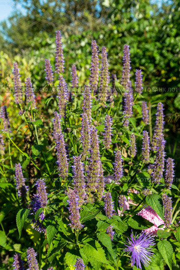 Лофант, или агастахис морщинистый (Agastache rugosa) Стоковое фото, фотограф Ольга Сейфутдинова / Фотобанк Лори
