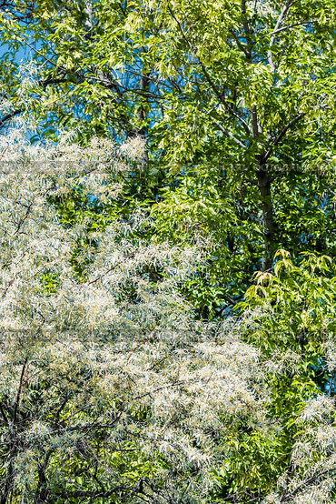 Лох серебристый (Elaeagnus commutata) – кустарник семейства Лоховые (Elaeagnaceae) в период цветения. Стоковое фото, фотограф Евгений Мухортов / Фотобанк Лори