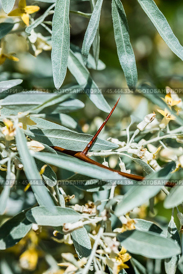 Лох серебристый (Elaeagnus commutata) – кустарник семейства Лоховые (Elaeagnaceae) в период цветения. Стоковое фото, фотограф Евгений Мухортов / Фотобанк Лори
