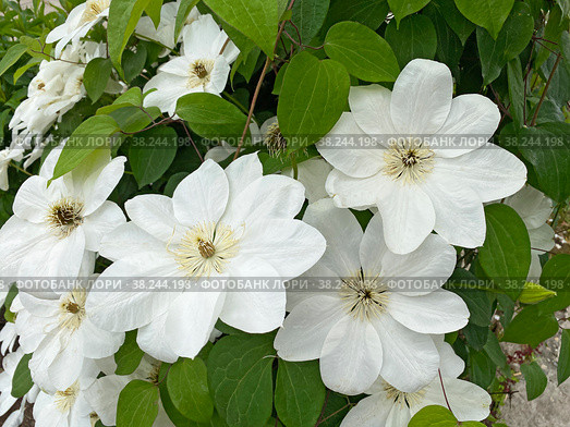 Ломонос шерстистый (Clematis lanuginosa) Стоковое фото, фотограф Мария Кылосова / Фотобанк Лори