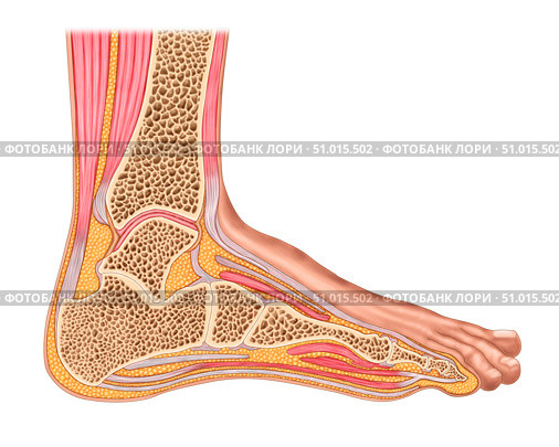 Longitudinal section of human foot in a sagittal plane. Стоковое фото, фотограф Stocktrek Images, Inc. / ТАСС / Фотобанк Лори