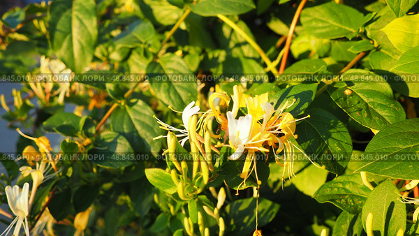 Lonicera japonica, Japanese honeysuckle and golden-and-silver honeysuckle, is a species of honeysuckle native to Asia. Ornamental plant used in traditional Chinese medicine. White yellow flowers. Стоковое фото, фотограф Юлия Петровская / Фотобанк Лори