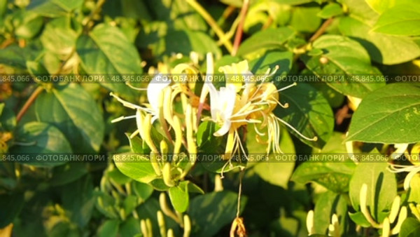 Lonicera japonica, Japanese honeysuckle and golden-and-silver honeysuckle, is a species of honeysuckle native to Asia. Ornamental plant used in traditional Chinese medicine. White yellow flowers. Стоковое видео, видеограф Юлия Петровская / Фотобанк Лори