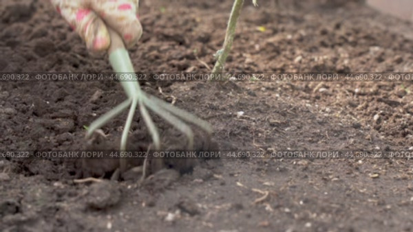 loosen the soil around the plant in the garden. Стоковое видео, видеограф Владимир Федоров / Фотобанк Лори