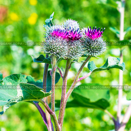 Лопух паутинистый  (Arctium tomentosum). Дикорастущие лекарственные растения Сибири. Стоковое фото, фотограф Евгений Мухортов / Фотобанк Лори