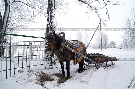 Лошадь с санями ждет хозяина. Стоковое фото, фотограф Дмитрий Сакретарев / Фотобанк Лори
