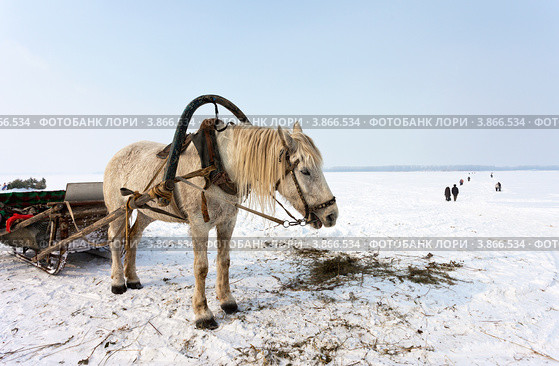 Лошадь, запряженная в сани, на берегу реки Волги в Самаре. Стоковое фото, фотограф FotograFF / Фотобанк Лори