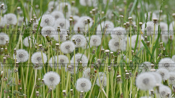 Lots of white dandelions in the meadow. Стоковое фото, фотограф Володина Ольга / Фотобанк Лори