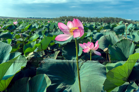 Lotus in the Akhtanizovsky estuary, Sea of Azov. Стоковое фото, фотограф Анна Кривицкая / Фотобанк Лори