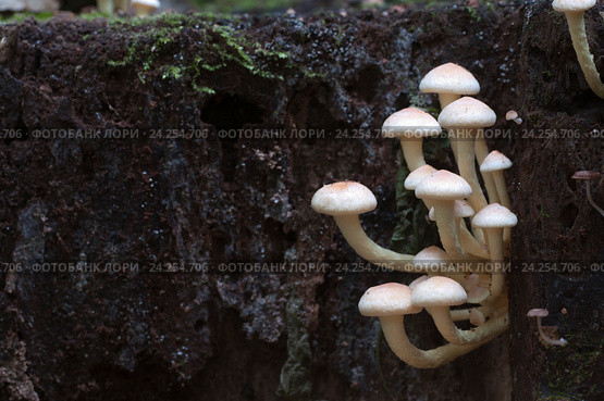 Ложноопёнок кирпично-красный (Hypholoma lateritium) на пне. Стоковое фото, фотограф Александр Курлович / Фотобанк Лори