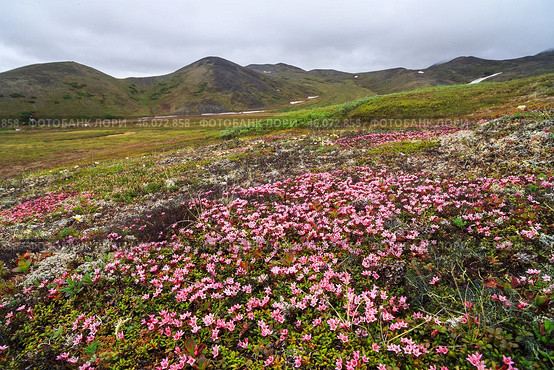 Луазелеурия распростертая (кальмия лежачая) на горном склоне. Loiseleuria procumbens (Kalmia procumbens). Красивые цветущие дикие цветы в арктической тундре. Растения, произрастающие на Крайнем Севере в Арктике. Природа Сибири и Дальнего Востока России. Золотой хребет, Чукотка, Россия. Стоковое фото, фотограф Андрей Степанов / Фотобанк Лори