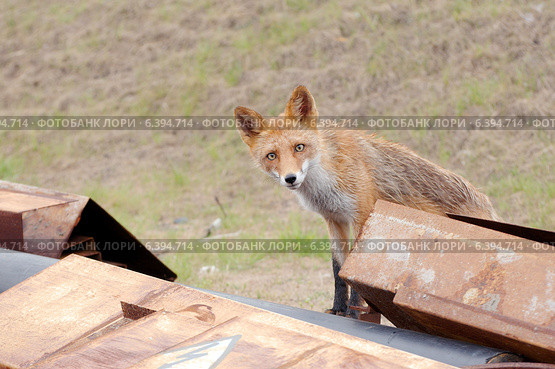 Любопытный мокрый, худой и голодный лис (Vulpes vulpes) выглядывает из-за швейлеров, Владивосток. Стоковое фото, фотограф Некрасов Андрей / Фотобанк Лори