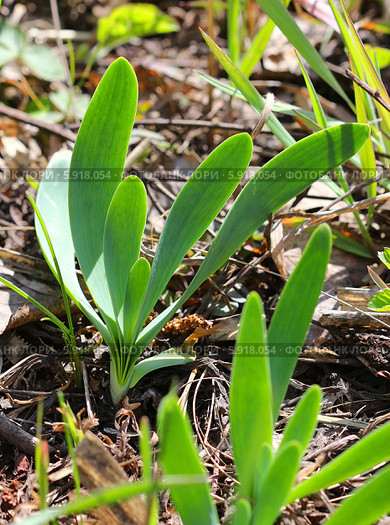 Лук-слизун или Лук поникающий ( Allium nutans) — многолетнее травянистое растение. Дикорастущие растения Сибири. Стоковое фото, фотограф Евгений Мухортов / Фотобанк Лори