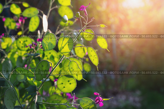 Lunaria is a biennial plant of the cruciferous family in the second year of development with formed seed pods against the backdrop of the setting sun. Place for text. Стоковое фото, фотограф Оксана Медведева / Фотобанк Лори