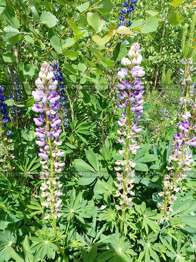 Люпин, или волчий боб (лат. Lupinus) — род растений из семейства Бобовые (Fabaceae). Представлен однолетними и многолетними травянистыми растениями. Высокое содержание в его семенах белка (до 50 %), масла (от 5 до 20 %), по качеству близкого к оливковому. Стоковое фото, фотограф Сергей Елизарьев / Фотобанк Лори