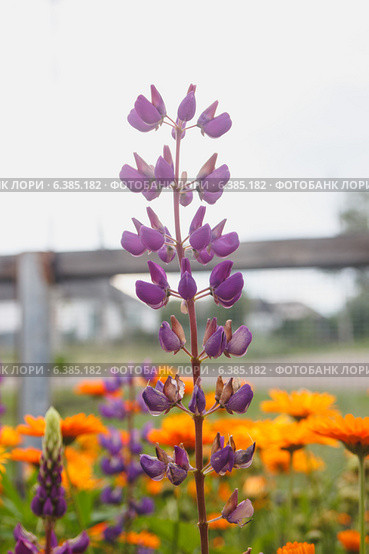 Люпин. Lupinus. Стоковое фото, фотограф Иван Карпов / Фотобанк Лори