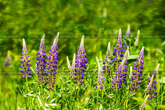 Lupinus, lupin, lupine field with pink purple and blue flowers. Bunch of lupines summer flower background. Стоковое фото, агентство Ingram Publishing / Фотобанк Лори