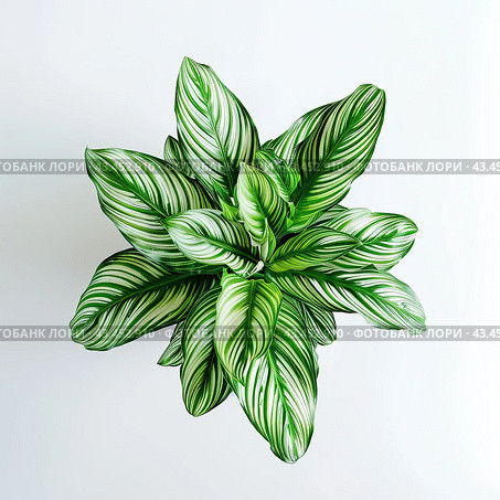 Lush Green and White Patterned Hosta Plant Leaves on Transparent Background, PNG, Concept of Vibrant Flora and Leaf Patterns. Стоковое AI-изображение, AI-художник Ярославский Максим / Фотобанк Лори
