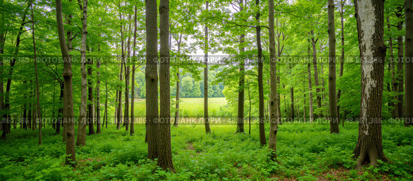 Lush summer green forest landscape with tall trees, bright foliage, dense undergrowth, peaceful nature scene for wellness, background, travel, hiking, ecological concepts. Стоковое AI-изображение, AI-художник Павел Муравьев / Фотобанк Лори