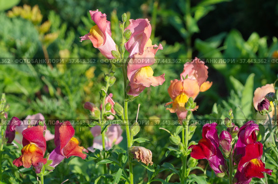 Львиный зев крупноцветковый (лат. Antirrhinum) цветет в саду. Стоковое фото, фотограф Елена Коромыслова / Фотобанк Лори