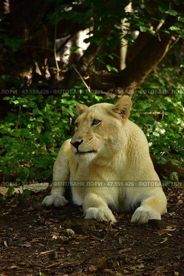 Львица - альбинос. Зоопарк Касела, Маврикий. Albino lioness. Casela Zoo, Mauritius. (2023 год). Стоковое фото, фотограф Антон Назаров / Фотобанк Лори