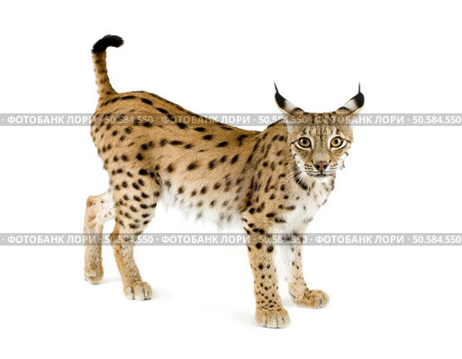 Lynx in front of a white background. Стоковое фото, агентство Ingram Publishing / Фотобанк Лори