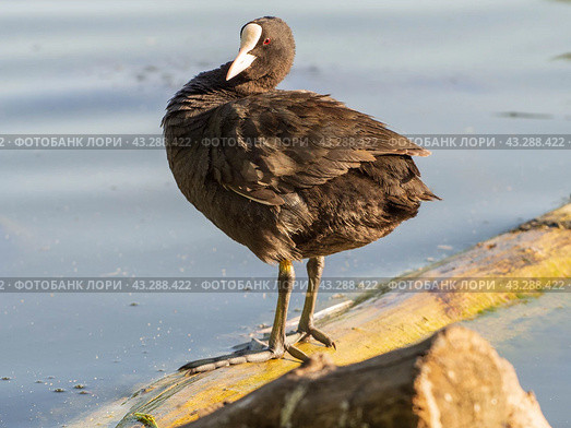 Лысуха, или лыска (лат. Fulica atra) Стоковое фото, фотограф Алексей Букреев / Фотобанк Лори