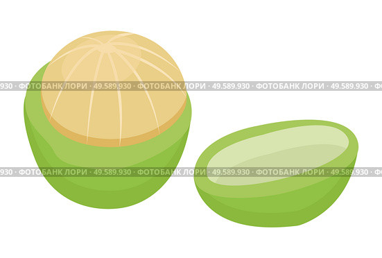 Macadamia nut isolated on white background. Small core inside cracked nutshell. Edible product used in hair care, cosmetics as oil. Maturation of maroochi nuts. Vector illustration in flat style. Macadamia or Maroochi Nut, Green Core Inside Shell. Стоковая иллюстрация, агентство Ingram Publishing / Фотобанк Лори