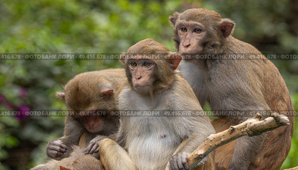 Macaques in nature. Macaques constitute a genus (Macaca) of gregarious monkeys. Стоковое фото, фотограф Андрей Армягов / Фотобанк Лори