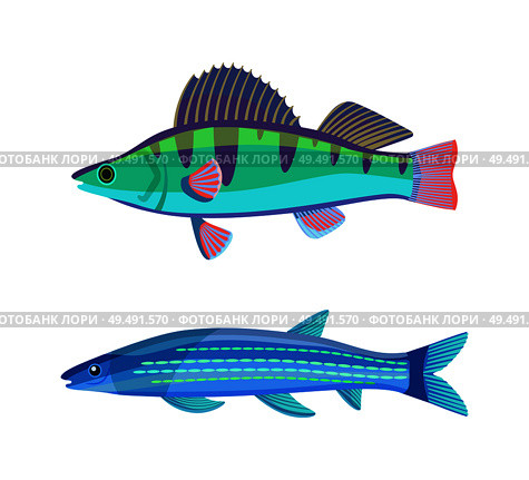 Mackerel blue fish marine set. Limbless soft-bodied cold-blooded animals living in sea waters. Colorful creatures isolated on vector illustration. Mackerel Blue Fish Marine Set Vector Illustration. Стоковая иллюстрация, агентство Ingram Publishing / Фотобанк Лори