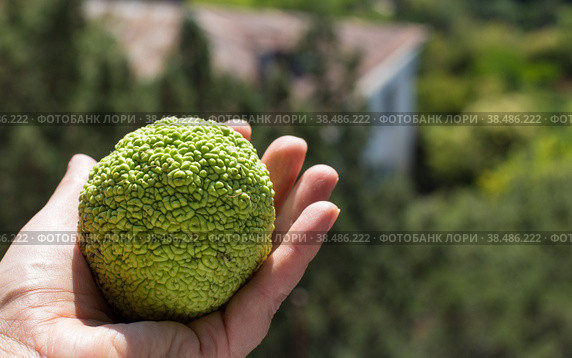 Maclure pomifera or Adam's Apple fruit in hand closeup. Medicinal plants of Crimea. Стоковое фото, фотограф Мария Кошелева / Фотобанк Лори