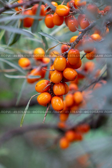 Macro photo branch of ripe, appetizing sea buckthorn berries. The concept of ecologically clean healthy food. A bunch of juicy eco-friendly sea-buckthorn berries on a green branch in the garden. Macro photo. Стоковое фото, агентство Ingram Publishing / Фотобанк Лори