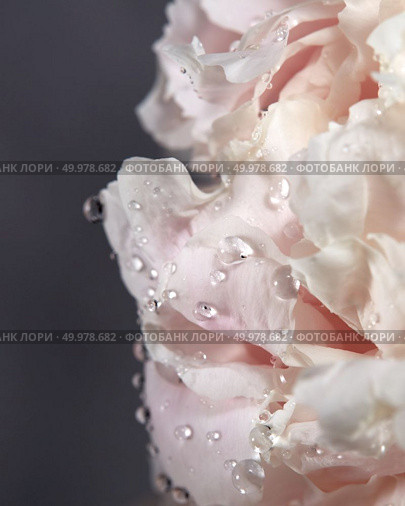 Macro photo of gently pink peony petals with transparent drops of dew on a dark background with copy space. Postcards. Close-up of a blooming bud of a pink peony with frequent drops of water on a dark background. Nature background. Стоковое фото, агентство Ingram Publishing / Фотобанк Лори