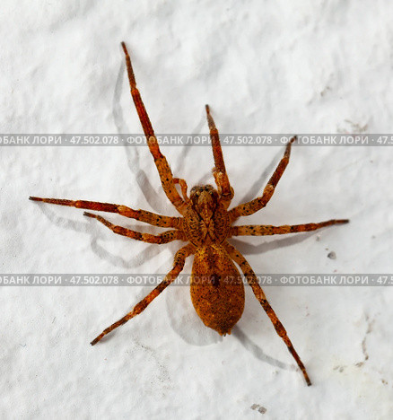 Macro shot of brown recluse spider on white. Стоковое фото, фотограф Яков Филимонов / Фотобанк Лори