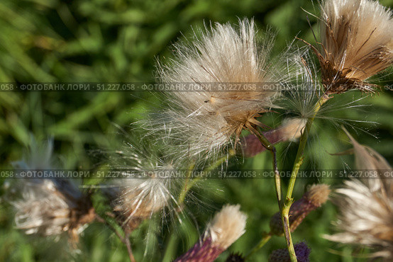 Macrophotography of fluffy creeping thistle seeds on a green background. Creeping thistle (lat. Cirsium arvense) is a species of perennial herbaceous plants of the Asteraceae family. Стоковое фото, фотограф Андрей Жигальцов / Фотобанк Лори