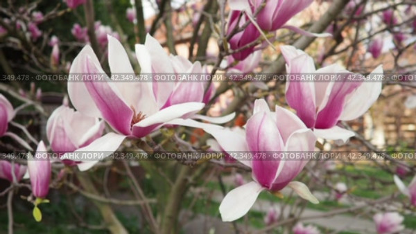 Magnolia is a large genus of flowering plant species in subfamily Magnolioideae of the family Magnoliaceae. Beautiful blooming pink white flowers and buds of magnolia. Magnolia soulangeana in garden. Стоковое видео, видеограф Юлия Петровская / Фотобанк Лори