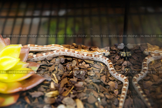 Маисовый полоз (Corn Snake) Panterics Caramel. Стоковое фото, фотограф Галина Савина / Фотобанк Лори
