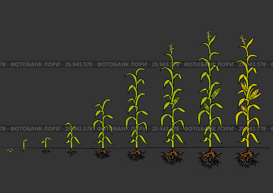Maize Development Diagram. Stages of growth. Стоковая иллюстрация, иллюстратор Станислав Парамонов / Фотобанк Лори