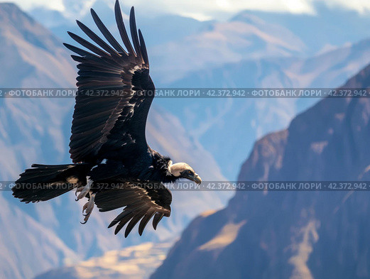 Majestic Condor in Flight Over Mountains. Стоковое AI-изображение, AI-художник Кирилл Черезов / Фотобанк Лори